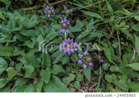Materials of a group of Takuma, Summer Baked Grass (Umbogsa Kakoso) Materials of a group of Takuma, Summer Baked Grass (Umbogsa Kakoso) 24405983