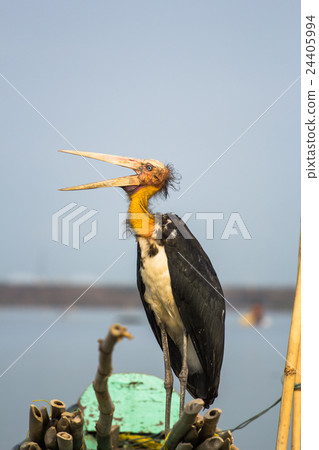 Alone stork on the boat Alone stork on the boat 24405994