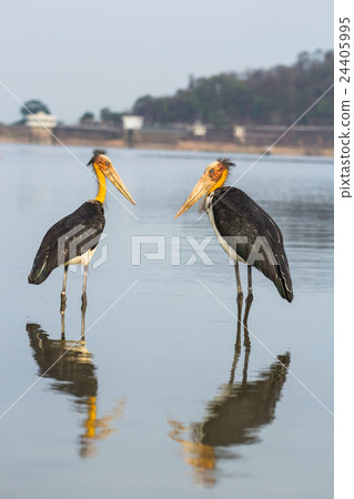 Duo stork in bang pra lake 24405995