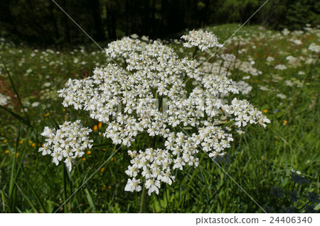 野生白色花邊花 野生白色花邊花 24406340