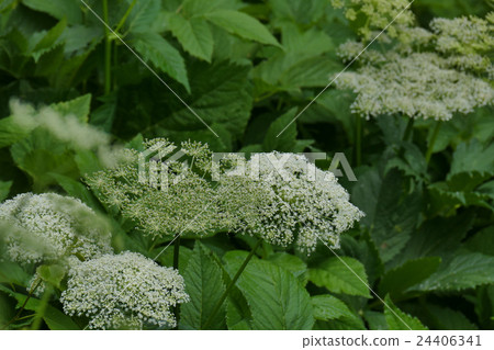 野生白色花邊花 野生白色花邊花 24406341