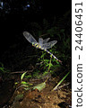 Spawning of Oniyanma 24406451