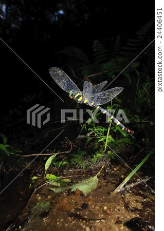 Spawning of Oniyanma Spawning of Oniyanma 24406451