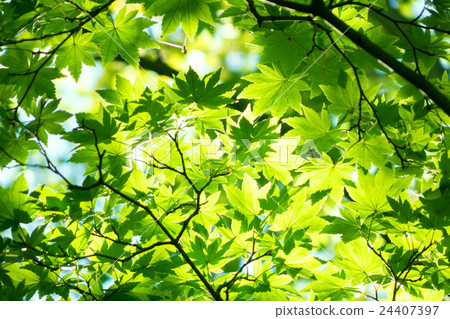 夏季綠色材料 夏季綠色材料 24407397