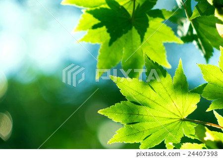 Summer green material 24407398
