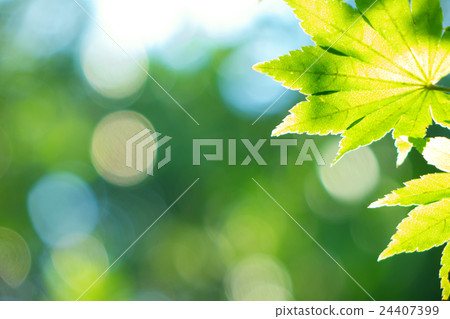夏季綠色材料 24407399
