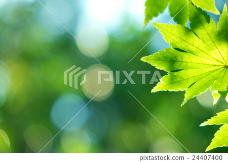 夏季綠色材料 24407400