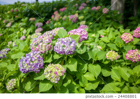 hydrangea hydrangea 24408801
