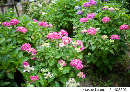 hydrangea hydrangea 24408802