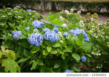 hydrangea hydrangea 24408803