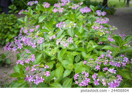 hydrangea hydrangea 24408804