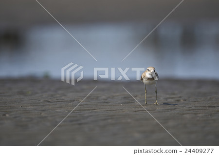 新鮮的煎蛋捲 新鮮的煎蛋捲 24409277