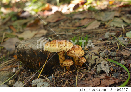 Sugitake mushroom _ 2015 1003 Sugitake mushroom _ 2015 1003 24409397