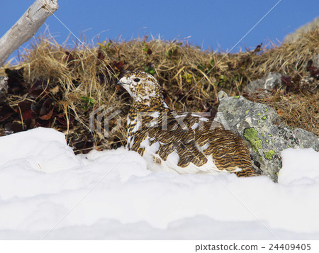Female Grouse Bitch 24409405