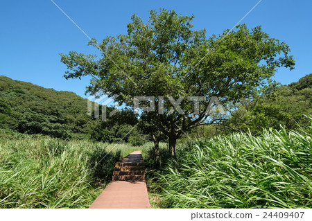 Koajiro no Mori 24409407