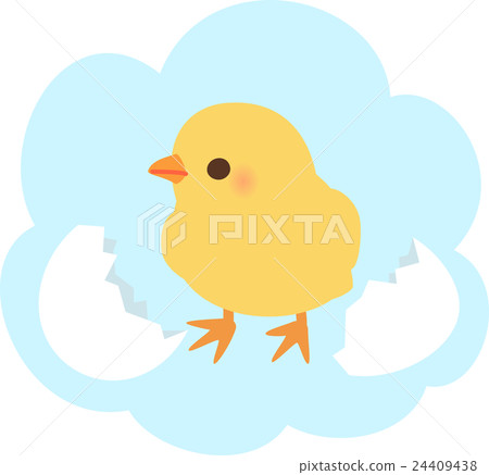 Hatched chick and eggshell 24409438