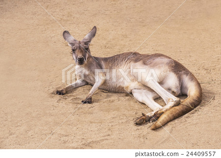 Red kangaroo Lying down Red kangaroo Lying down 24409557