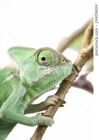 Green Juvenile Veil Chameleon lizard isolated 24409684