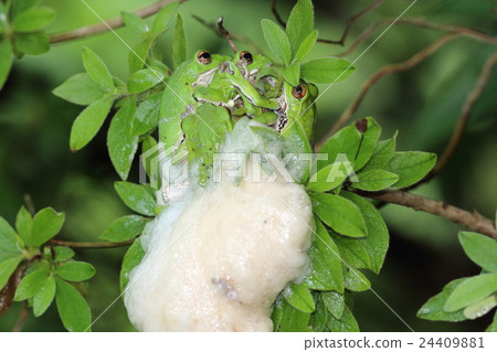 Hiroshima ken Aki Ota-machi Yoshimizuen Moriaogael spawning 24409881