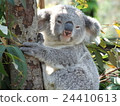 Koala is watching 24410613