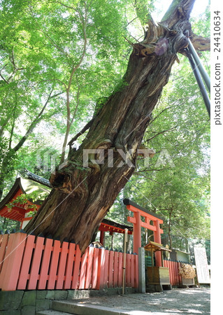 Mizutani Shrine的Ibaruki，Nara Kasuga Taisha Shrine 24410634