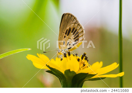 Mating Butterflies On Grass Flower with Green Back Mating Butterflies On Grass Flower with Green Back 24411080