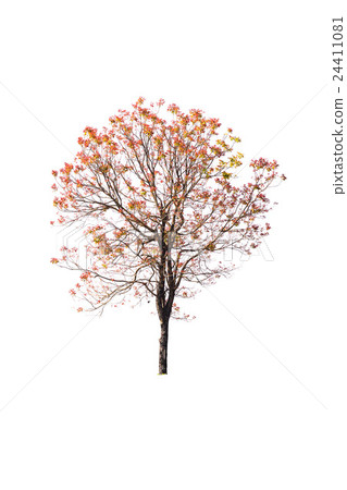 golden autumn tree isolated on white background golden autumn tree isolated on white background 24411081