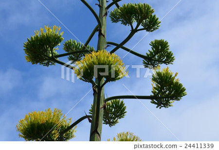 Agave flowers 24411339