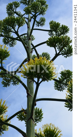 Agave flowers Agave flowers 24411341
