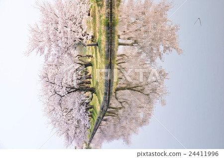 Cherry blossoms of Lu Bo Lake (Agano City) 24411996