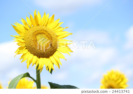向日葵和蜜蜂 向日葵和蜜蜂 24413741