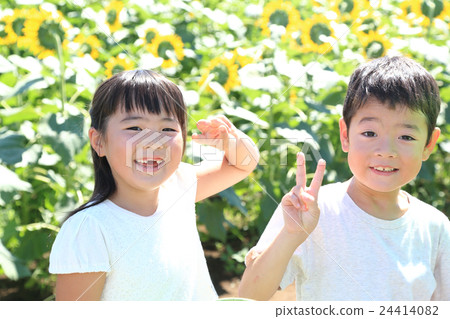 Children standing in a sunflower field 24414082