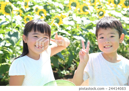 Children standing in a sunflower field 24414083