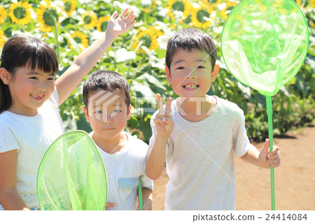 Children standing in a sunflower field 24414084