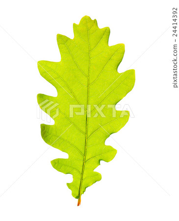 Green oak leaf isolated on white backgrpund. Green oak leaf isolated on white backgrpund. 24414392