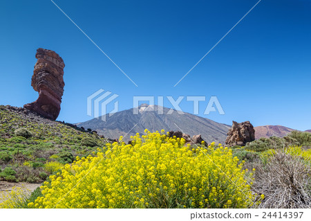 Teide volcano with the flowers in the foreground 24414397