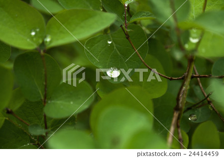 green leaf background 24414459