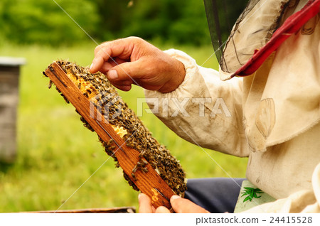 Beekeeper holding frame of honeycomb with bees Beekeeper holding frame of honeycomb with bees 24415528