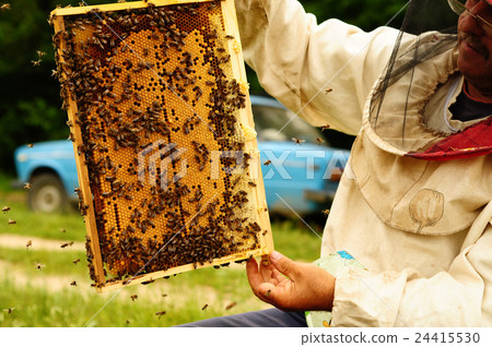 Beekeeper holding frame of honeycomb with bees Beekeeper holding frame of honeycomb with bees 24415530