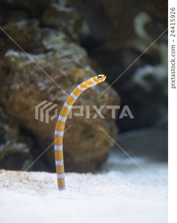 Nishiki Nago 24415926