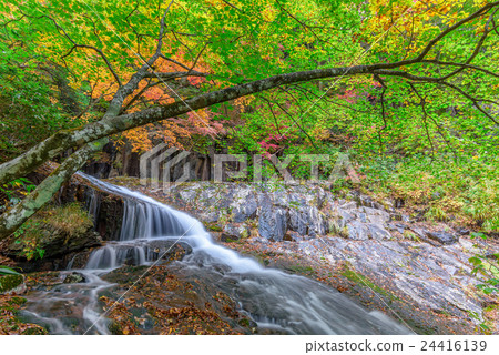 The autumn leaves of the mountain stream (Adatara valley) 24416139
