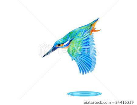 翠鳥 翠鳥 24416339