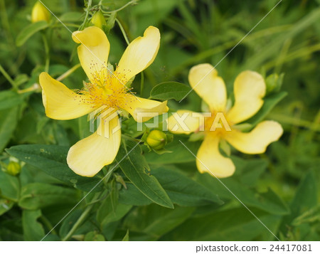 Hypericum ascyron 24417081