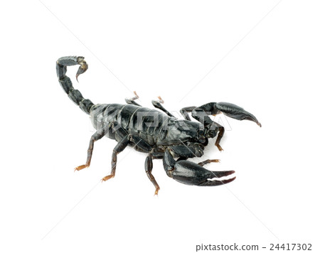 Image of scorpion on a white background. 24417302