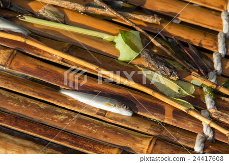 Fishing fish ayu Fishing fish ayu 24417608