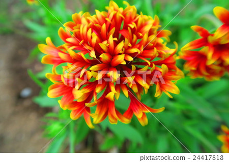 Gailarudia花 24417818