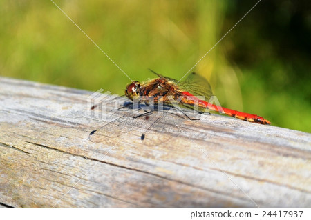 Dragonfly Dragonfly 24417937