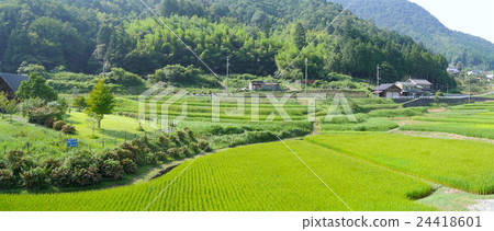 Mohara（田中的Tanada）的稻田在日本有一百個選擇的水稻梯田 24418601