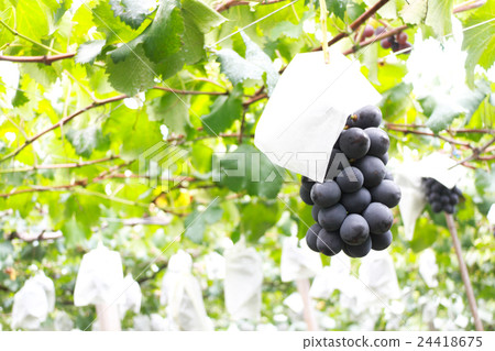 Grape picking 24418675