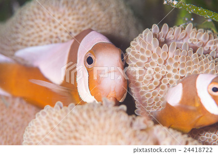 Touaka Anemonefish Touaka Anemonefish 24418722